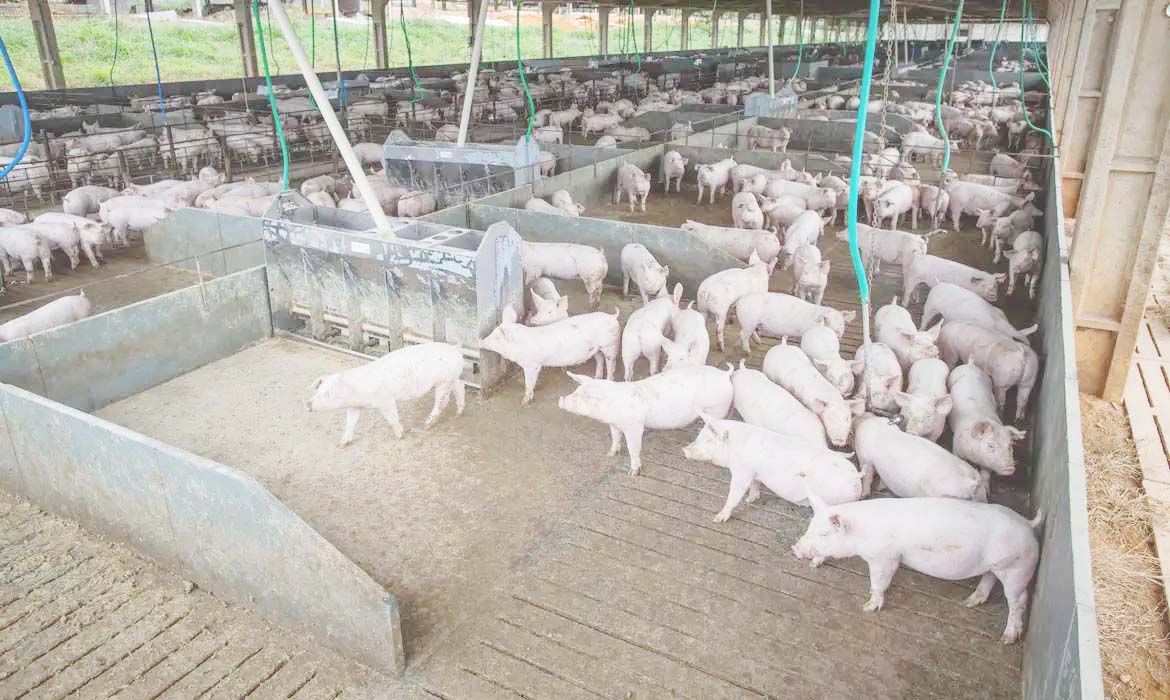 Produção de carnes  subirá a 33,38 mi de t